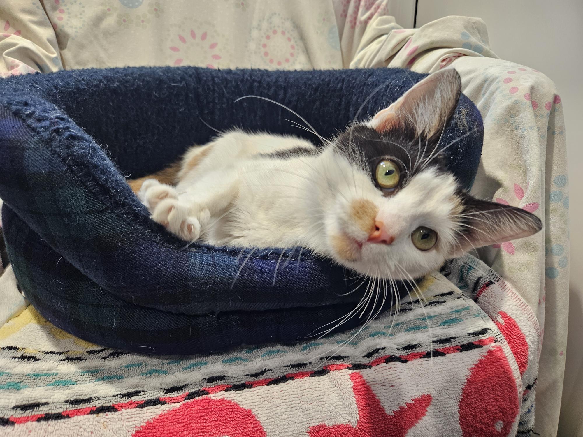 A calico cat with green eyes lies comfortably in a soft, dark blue pet bed, resting on a colorful towel. The cat looks relaxed, gazing toward the camera with its head slightly tilted.