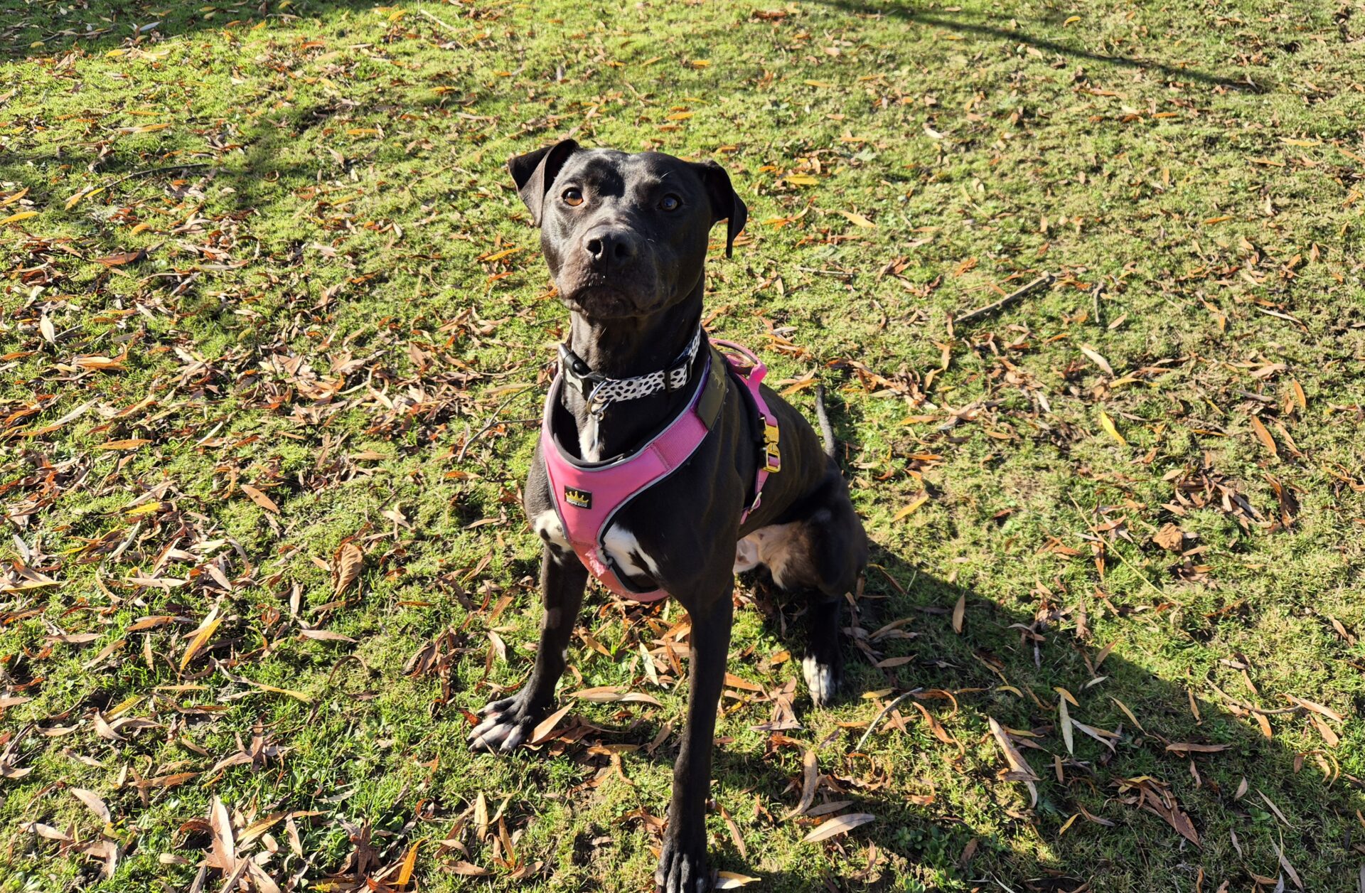 A black Bull Lurcher wearing a pink harness sits attentively on a grassy area scattered with fallen leaves, looking up toward the camera in bright sunlight.