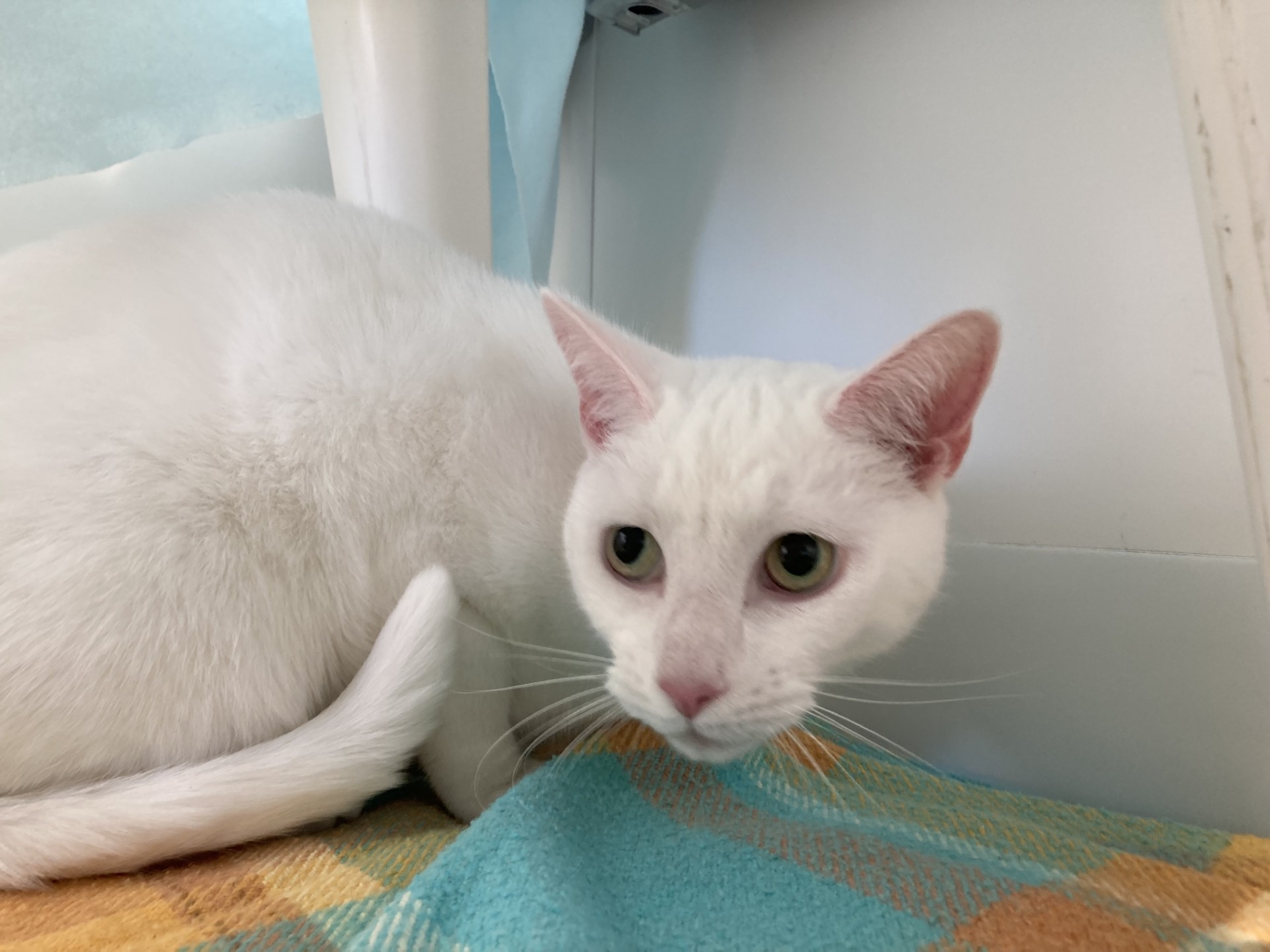 A white cat with green eyes is crouched on a yellow and blue blanket, looking alert and slightly wary. The background includes white walls and a piece of white furniture.