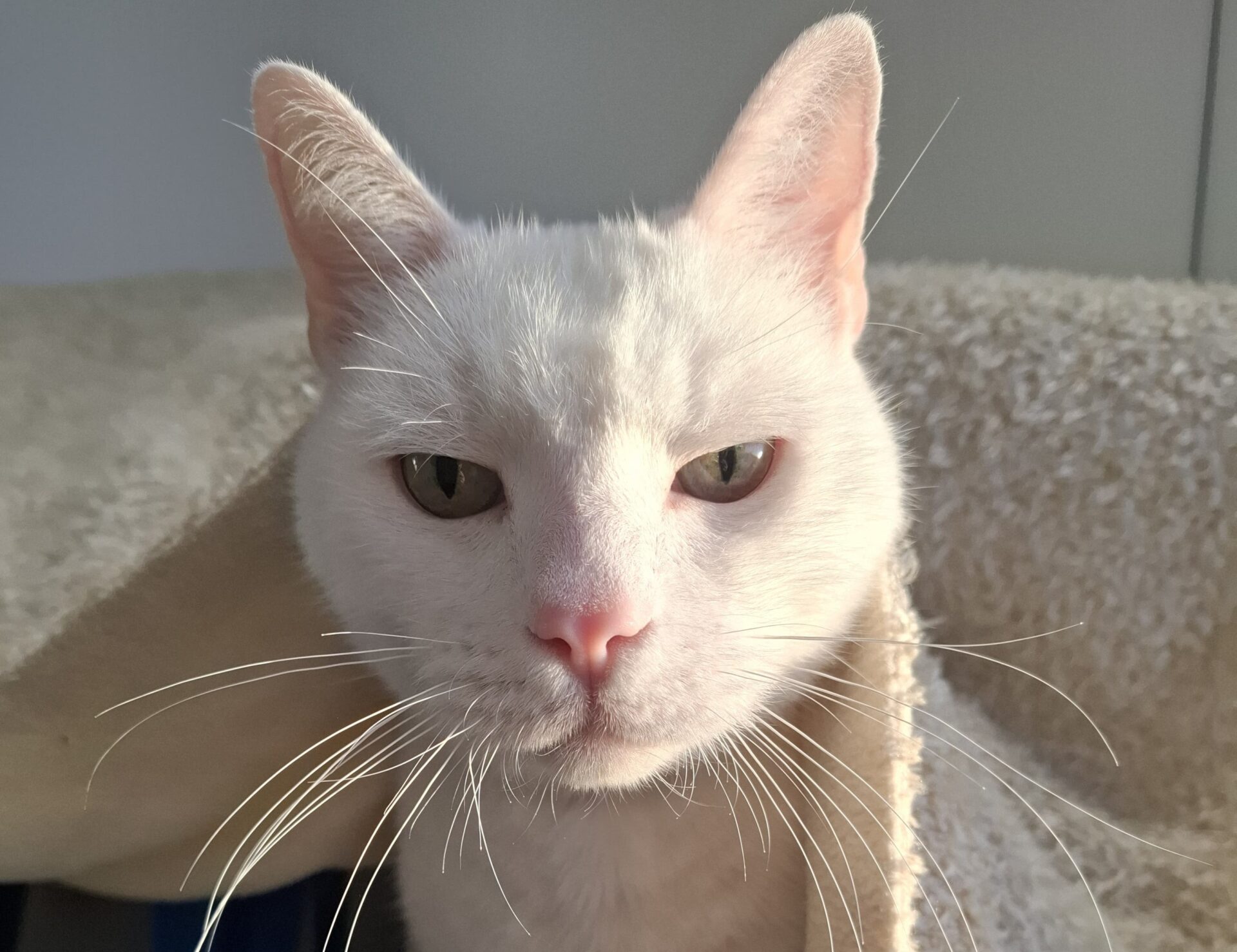 A white cat with green eyes looks directly at the camera, partially covered by a beige blanket. Sunlight highlights its face, showing its pink nose and whiskers against a neutral background.