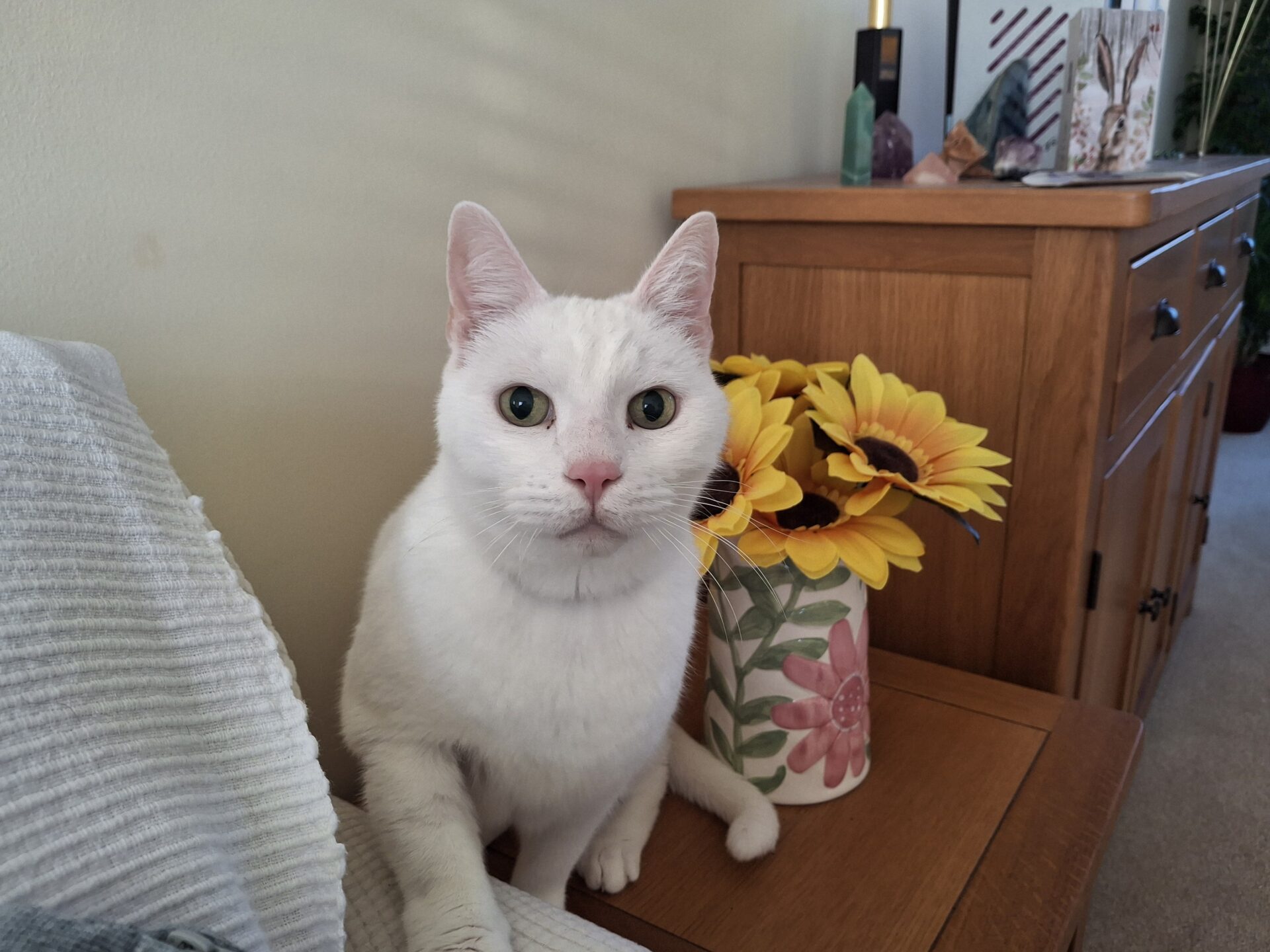 A white cat with green eyes sits on a wooden table next to a vase filled with artificial sunflowers. There is a wooden cabinet with decorative items in the background.