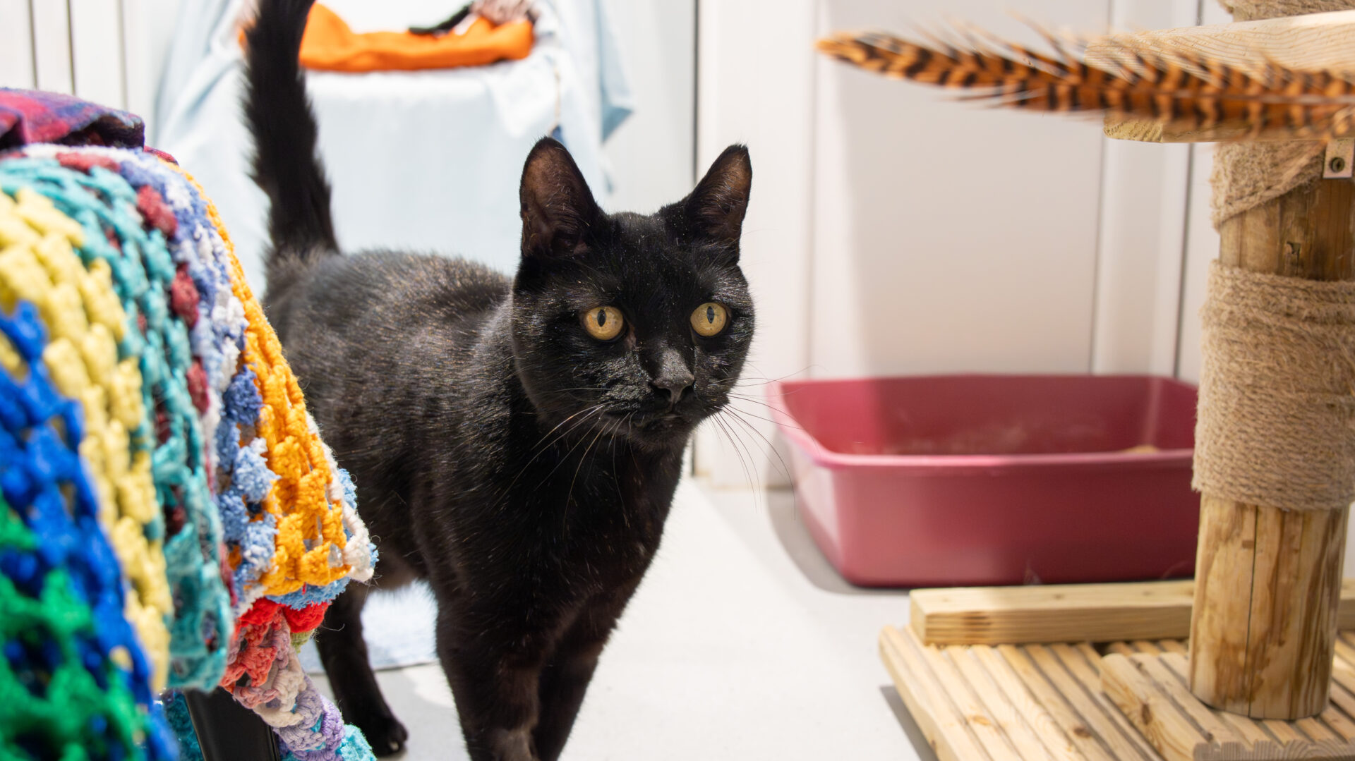 A black cat with yellow eyes stands indoors near a colorful knit blanket, a pink litter box, and a scratching post with a feather toy.