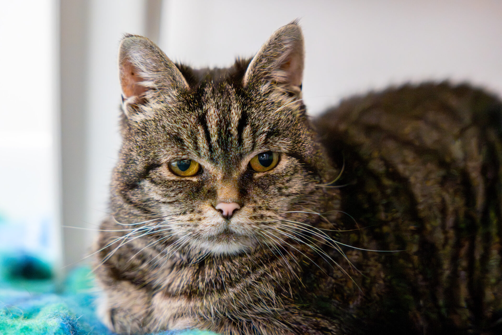 A close-up of a tabby cat with green eyes and a serious expression, lying on a blue and green blanket indoors.