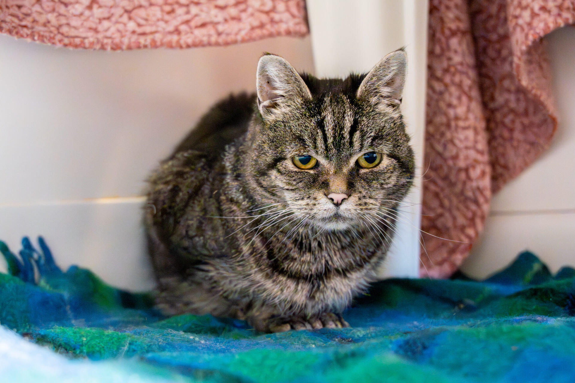 A tabby cat with green eyes sits on a blue and green blanket, looking directly at the camera. Pink textured fabric is draped in the background.