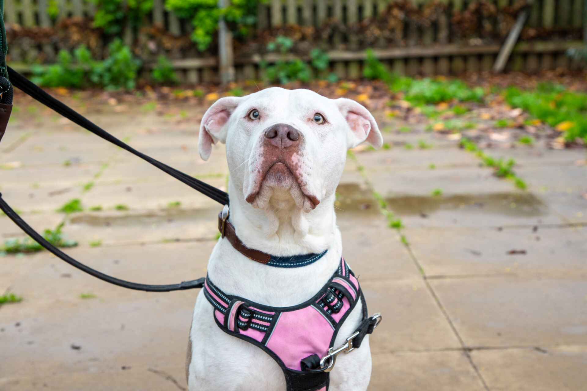 A white dog wearing a pink harness sits on a wet patio, looking up attentively. The dog is on a leash, and a wooden fence with greenery is visible in the background.