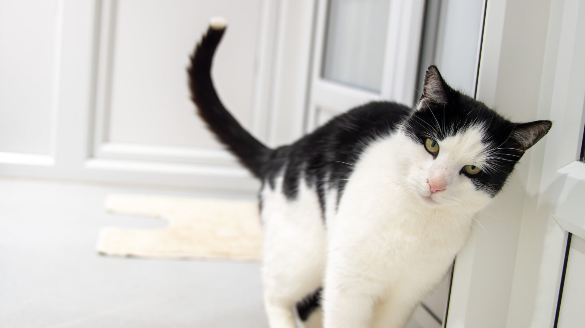 A black and white cat rubs its head and body against a glass door indoors, looking relaxed with its tail raised. A light-colored mat is visible on the floor in the background.
