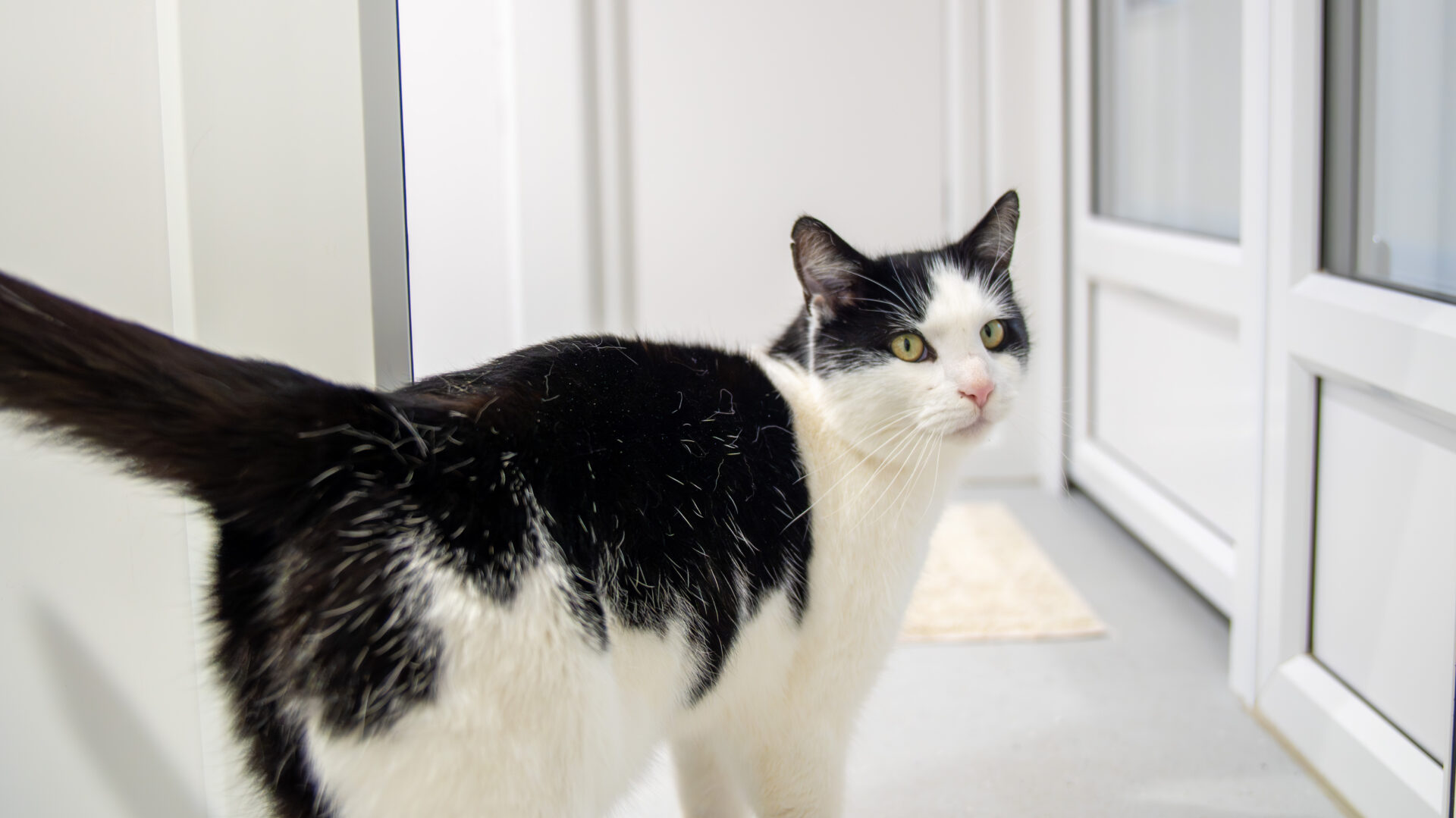 A black and white cat with yellow eyes stands indoors on a light gray floor, looking back towards the camera. White walls and glass doors can be seen in the background.