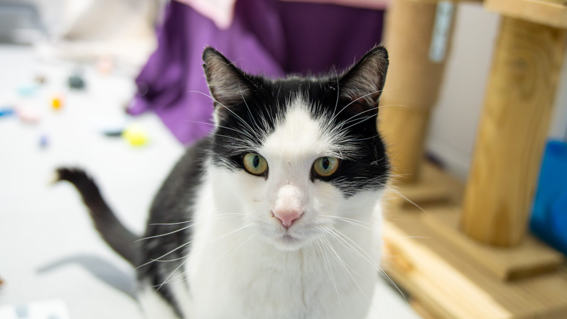 A black and white cat with greenish-yellow eyes sits indoors on a light floor, gazing directly at the camera. There is a scratching post and some colorful objects blurred in the background.