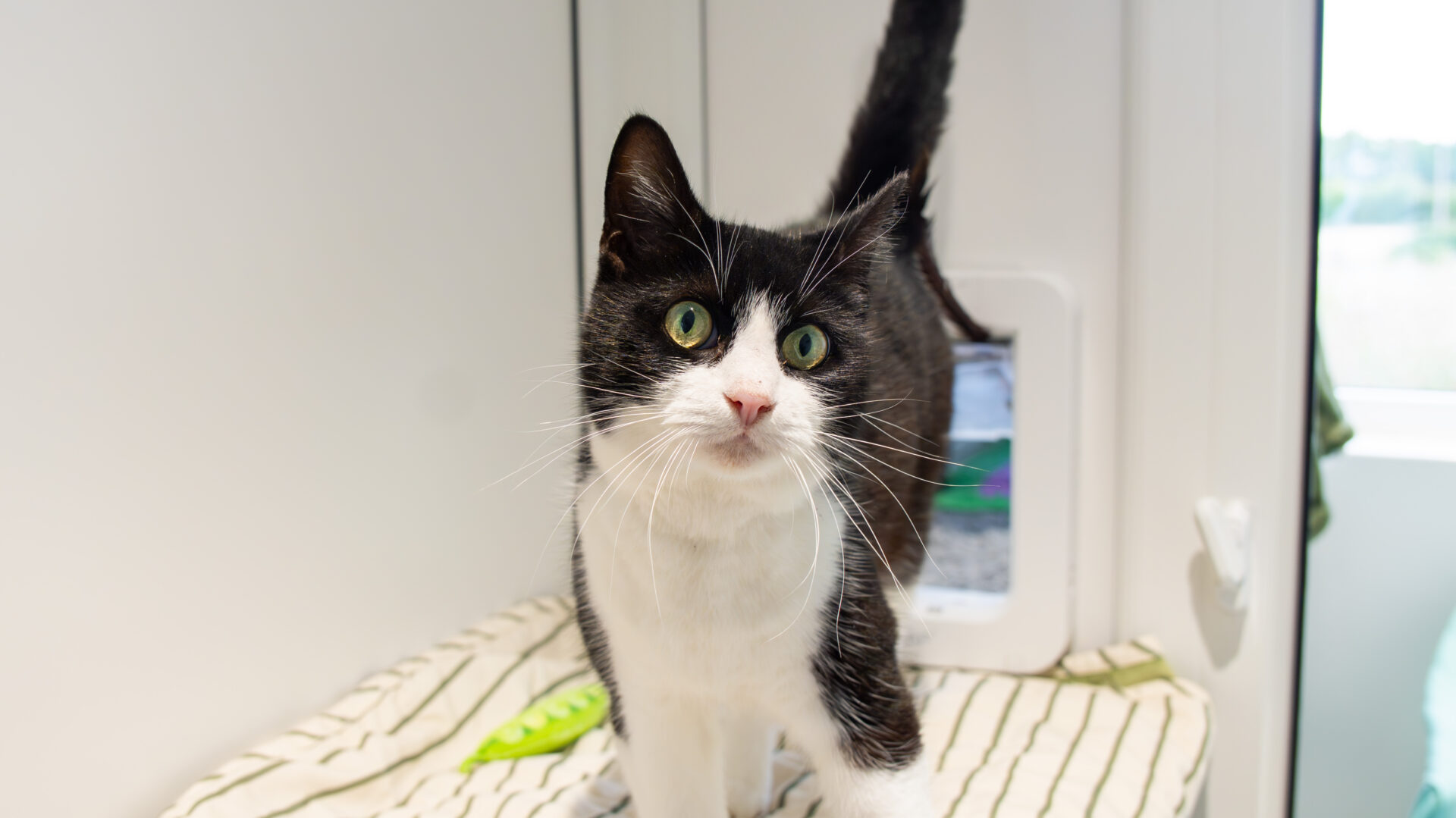 A black and white cat with bright green eyes stands on a striped blanket inside a bright room, looking alertly at the camera.