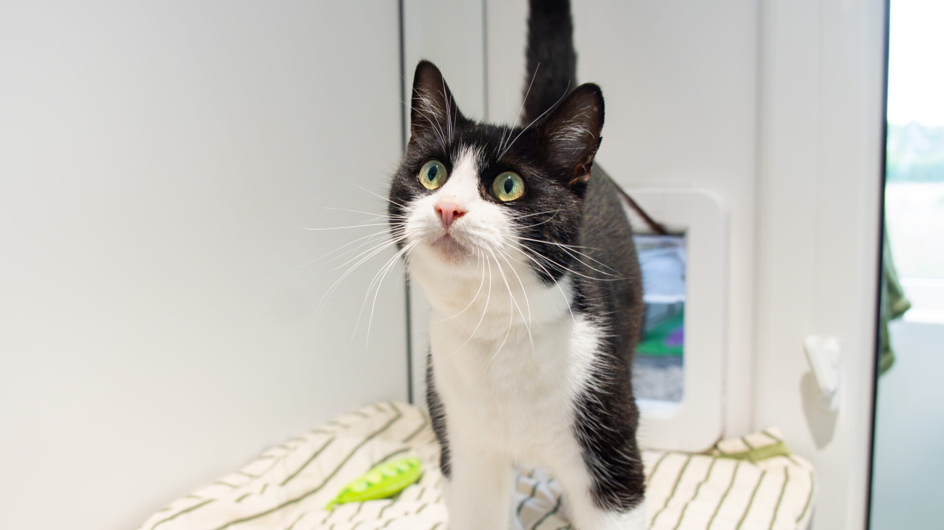 A black and white cat with green eyes stands on a striped blanket, looking up with alert expression. The cat is indoors near a cat flap door and a window, with a green toy visible on the blanket.