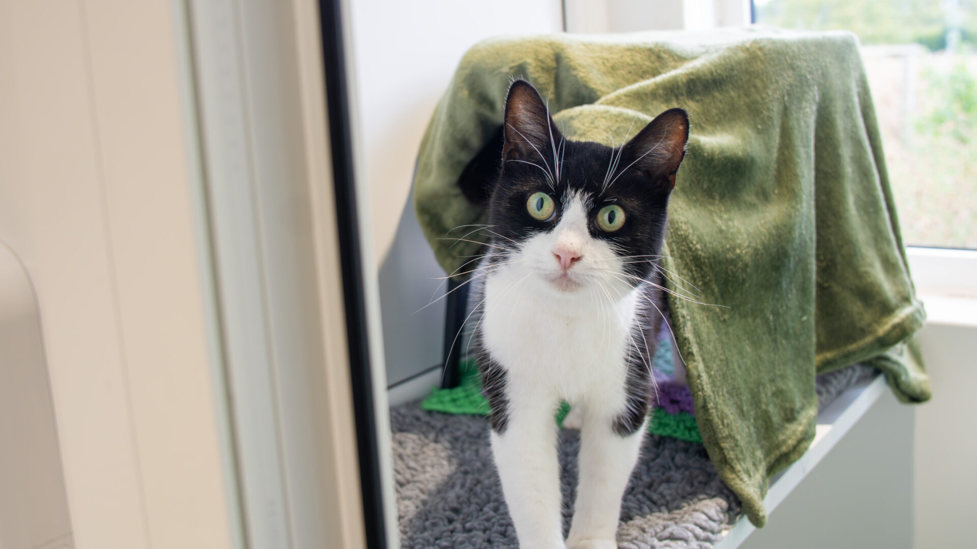 A black and white cat with green eyes stands on a gray mat in front of a small shelter made from a green blanket, looking directly at the camera.