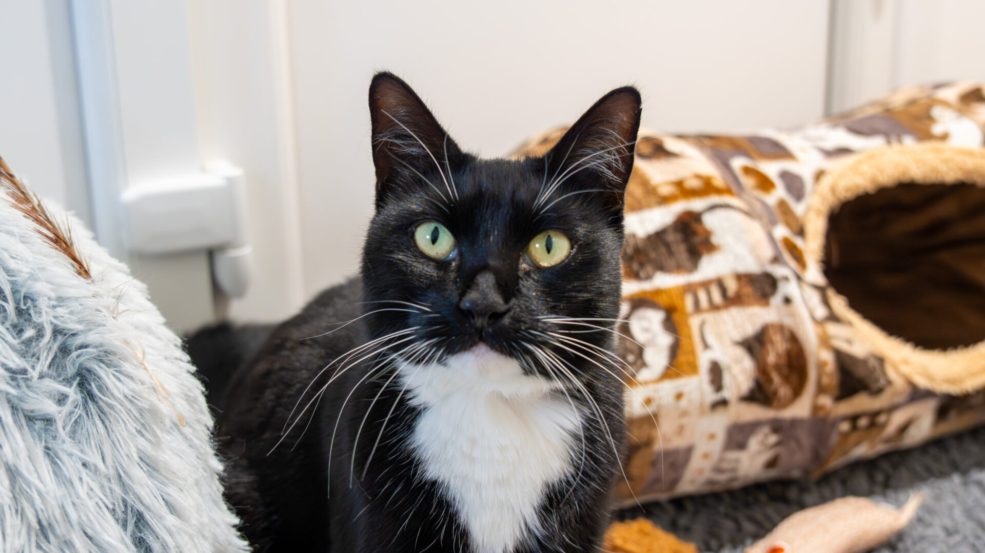 A black and white cat with green eyes sits indoors near a plush tunnel and toys, looking directly at the camera.
