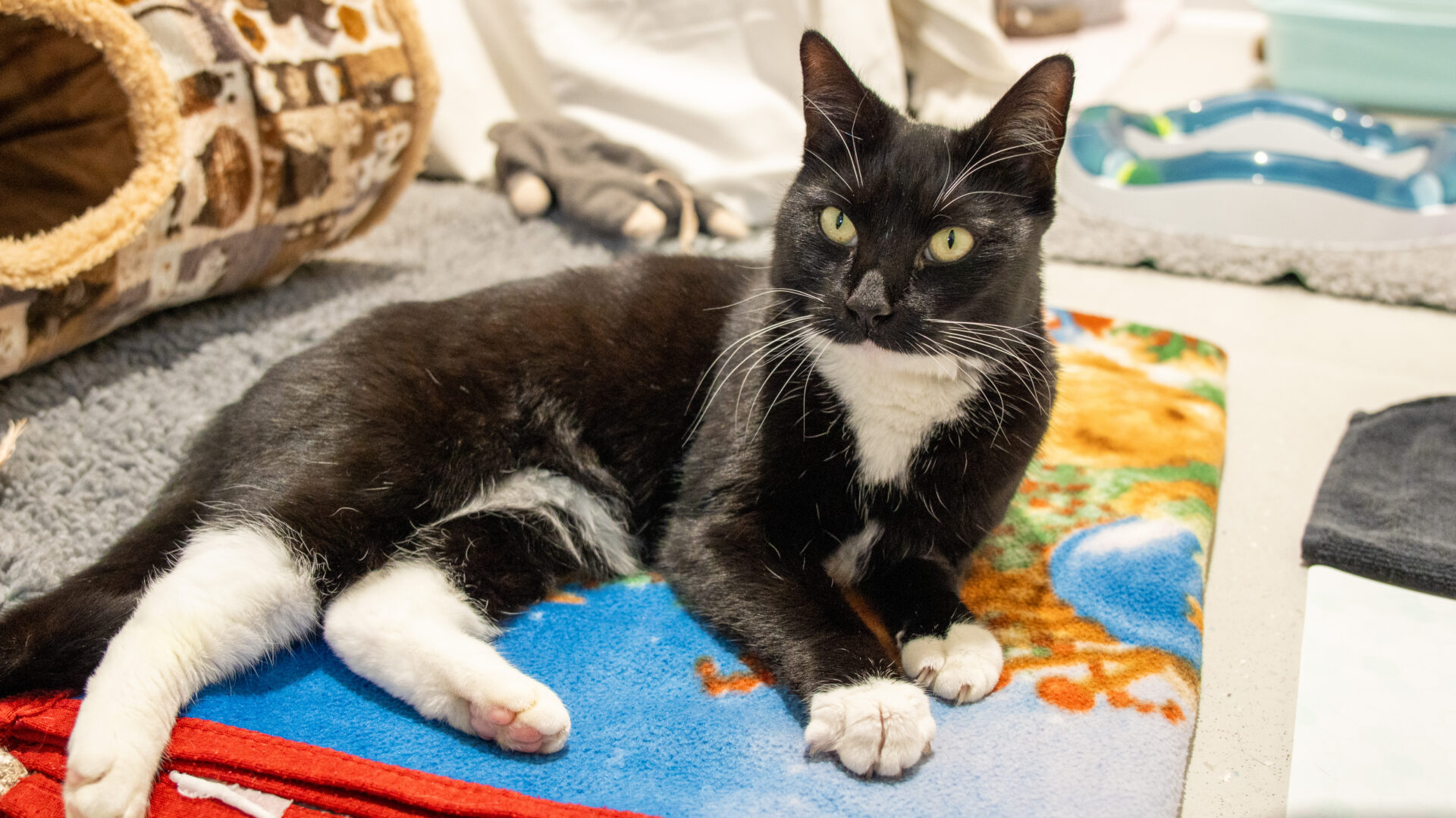 A black and white cat with green eyes lies on a colorful blanket in a cozy indoor setting, surrounded by pet accessories and toys.