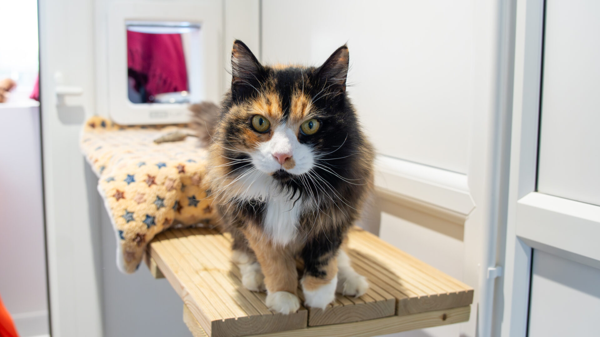 A calico cat with long fur and striking green eyes stands on a wooden shelf in a cozy, light-filled room. A blanket with star patterns is draped over the shelf beside the cat.