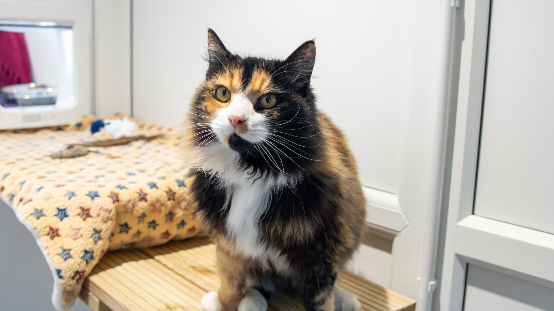 A fluffy calico cat with orange, black, and white fur sits on a wooden surface next to a beige blanket with colorful stars, looking curiously toward the camera.