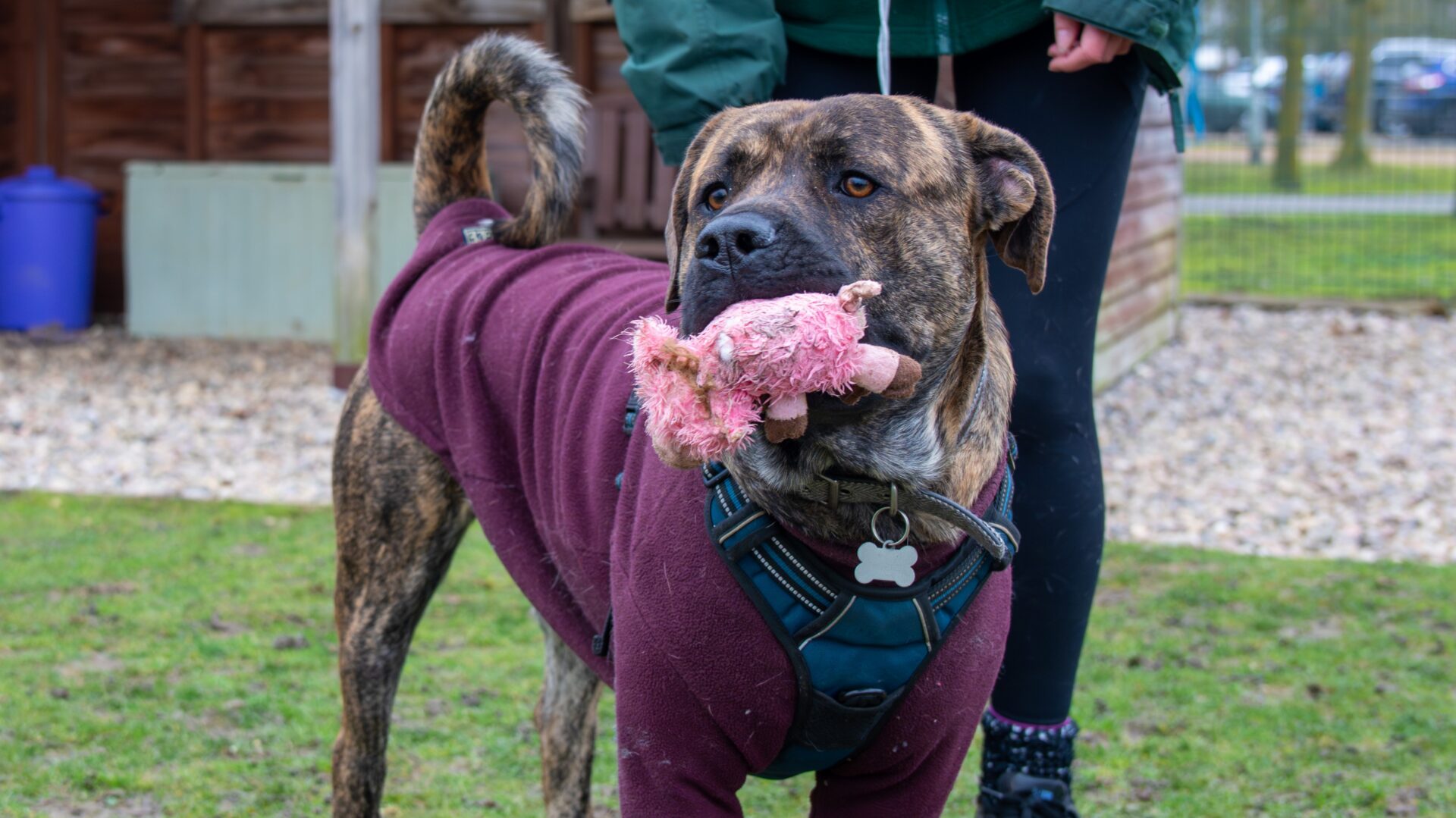 A brindle Presa Canario cross in a maroon coat holds a pink plush toy in its mouth whilst standing on grass beside a person in black leggings and a green jacket.