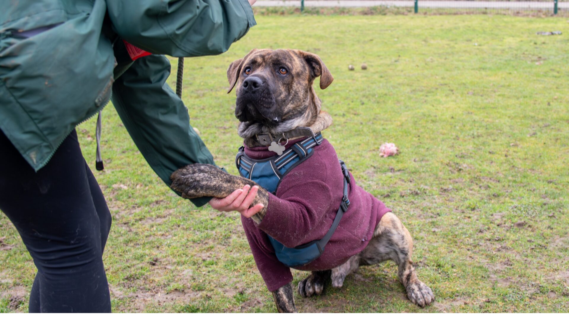 A large Presa Canario cross dog wearing a purple jumper and blue harness sits on grass, offering its paw to a person in a green jacket.
