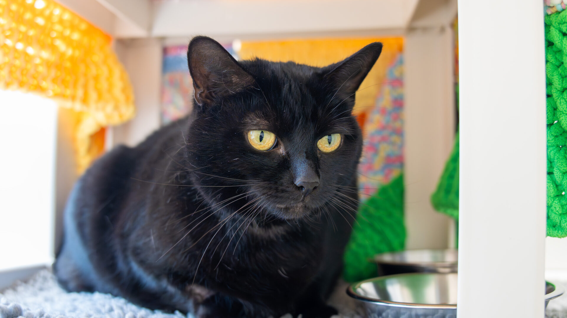 A black cat with yellow eyes lies on a soft gray surface next to a metal bowl, surrounded by colorful knitted and patterned fabric in a cozy indoor setting.
