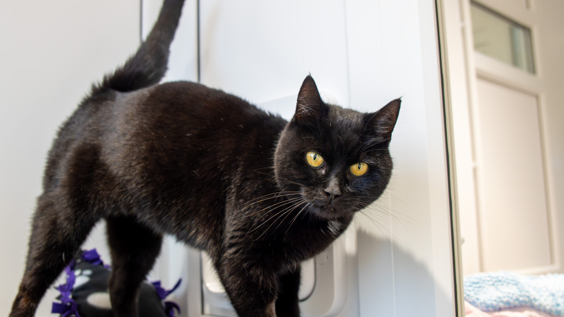 A black cat with yellow eyes stands in front of a white pet door, looking directly at the camera. The background shows a bright, indoor setting with light walls and windows.