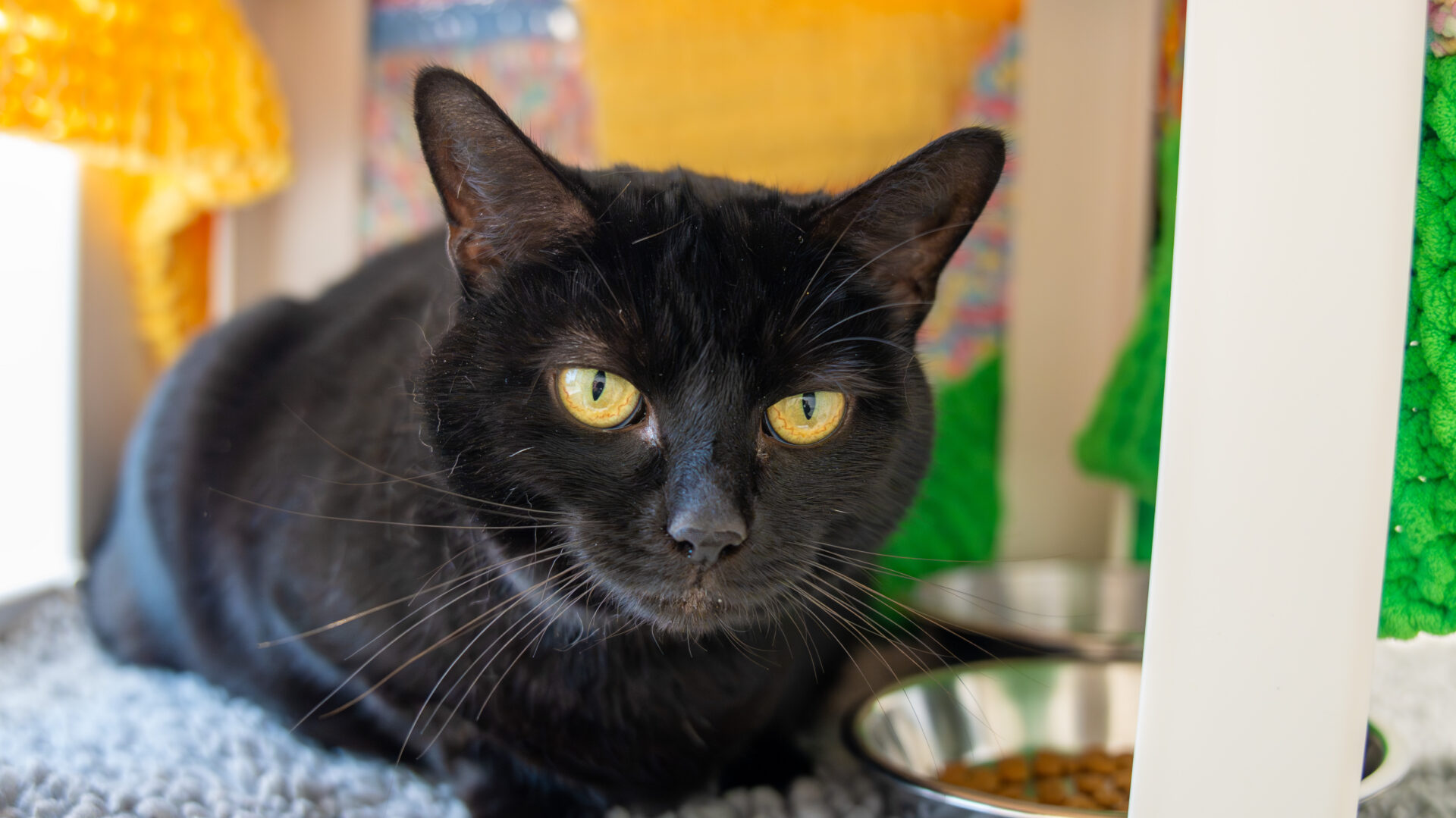 A black cat with bright yellow eyes lies on a gray mat next to a metal bowl of food, surrounded by colorful knitted blankets in the background.