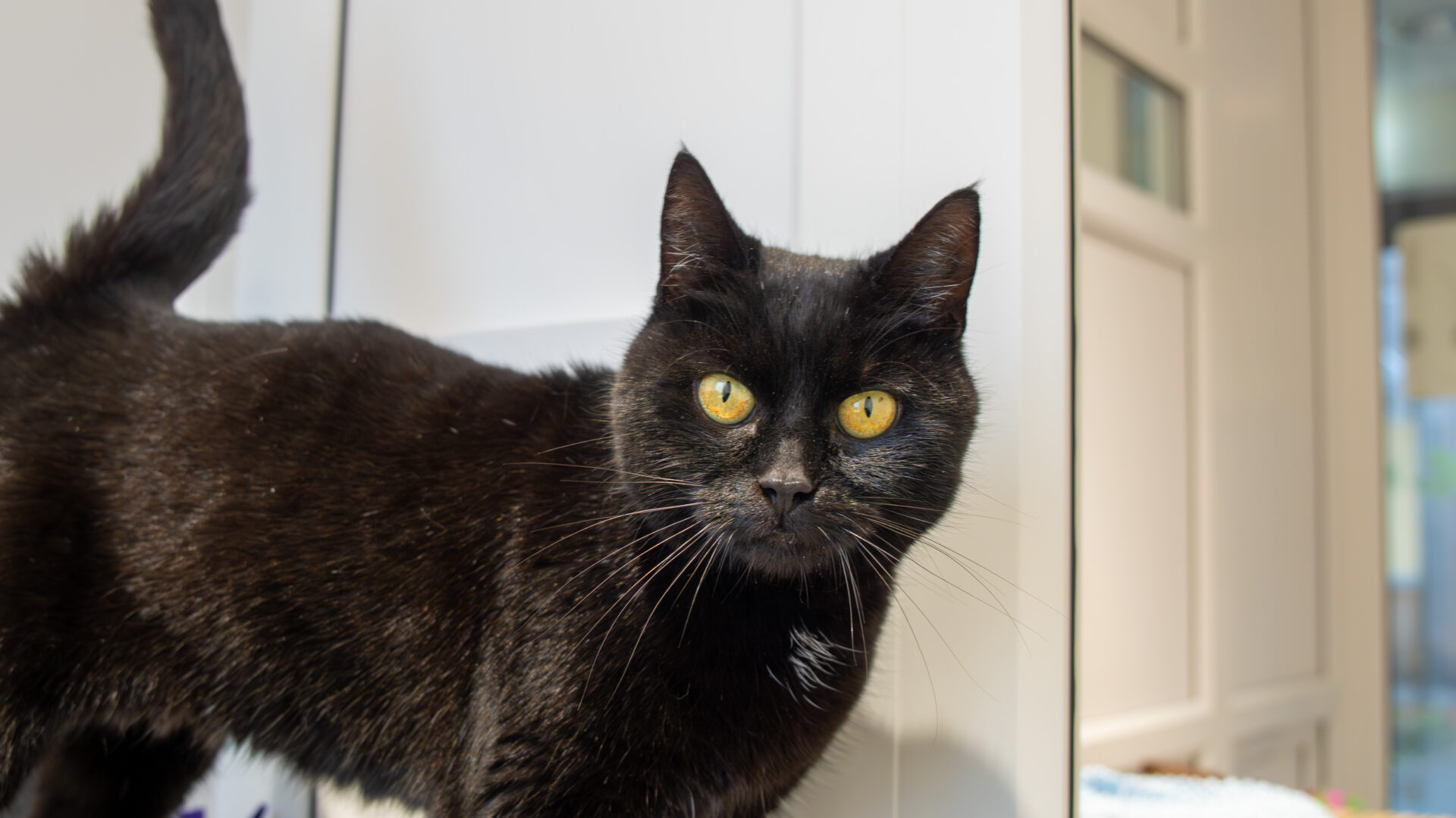 A black cat with bright yellow eyes stands indoors, looking directly at the camera. The background is a light-colored room with cabinets and soft lighting.