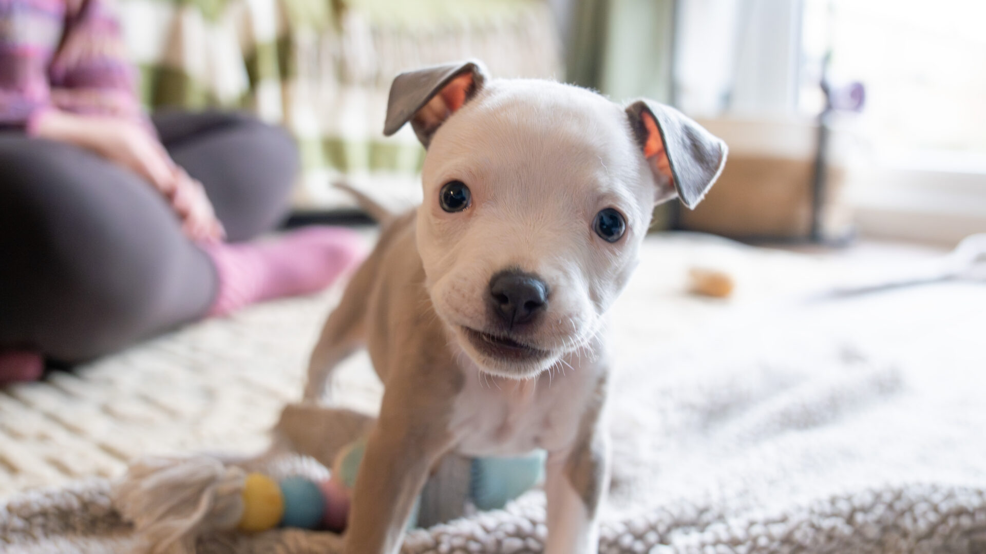 A curious gray and white puppy stands on a soft blanket indoors, looking at the camera. A colorful rope toy lies nearby, and a person sits blurred in the background.