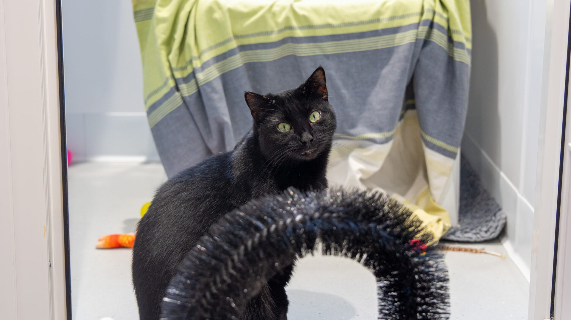 A black cat with green eyes sits on a light-colored floor near a curved brush, with a striped green and gray blanket hanging in the background.
