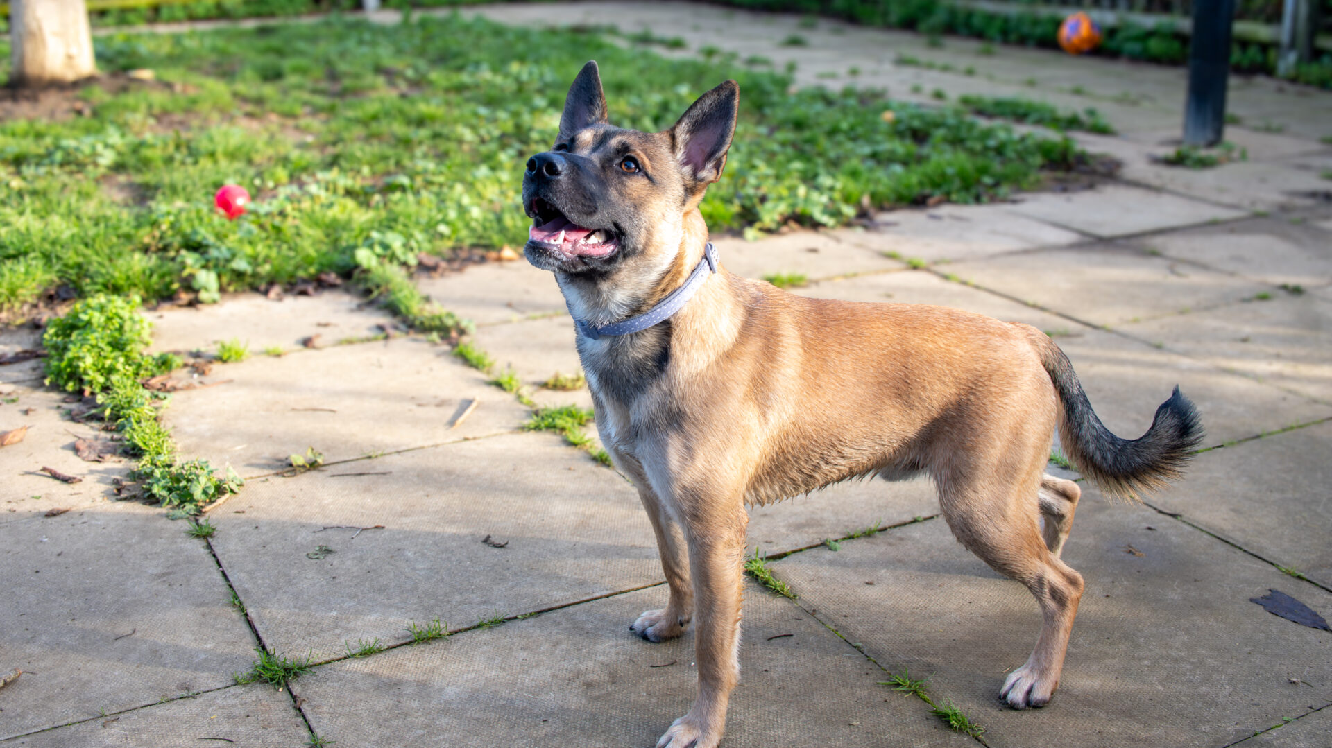 A brown Malinois cross breed stands alert on a paved patio, looking up with its mouth slightly open. Green grass and toys are visible in the background on a sunny day.
