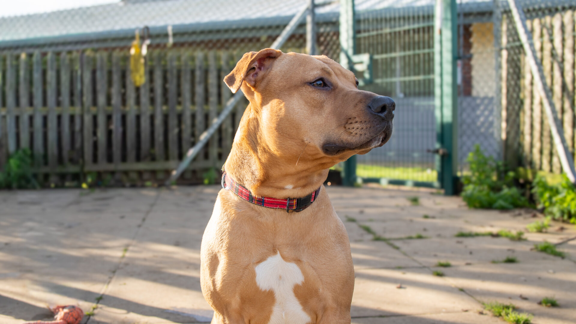 A tan and white Staffordshire Bull Terrier with a red collar sits on a paved area outdoors, looking to the side. There is a fence and gate in the background, with sunlight casting shadows on the ground.