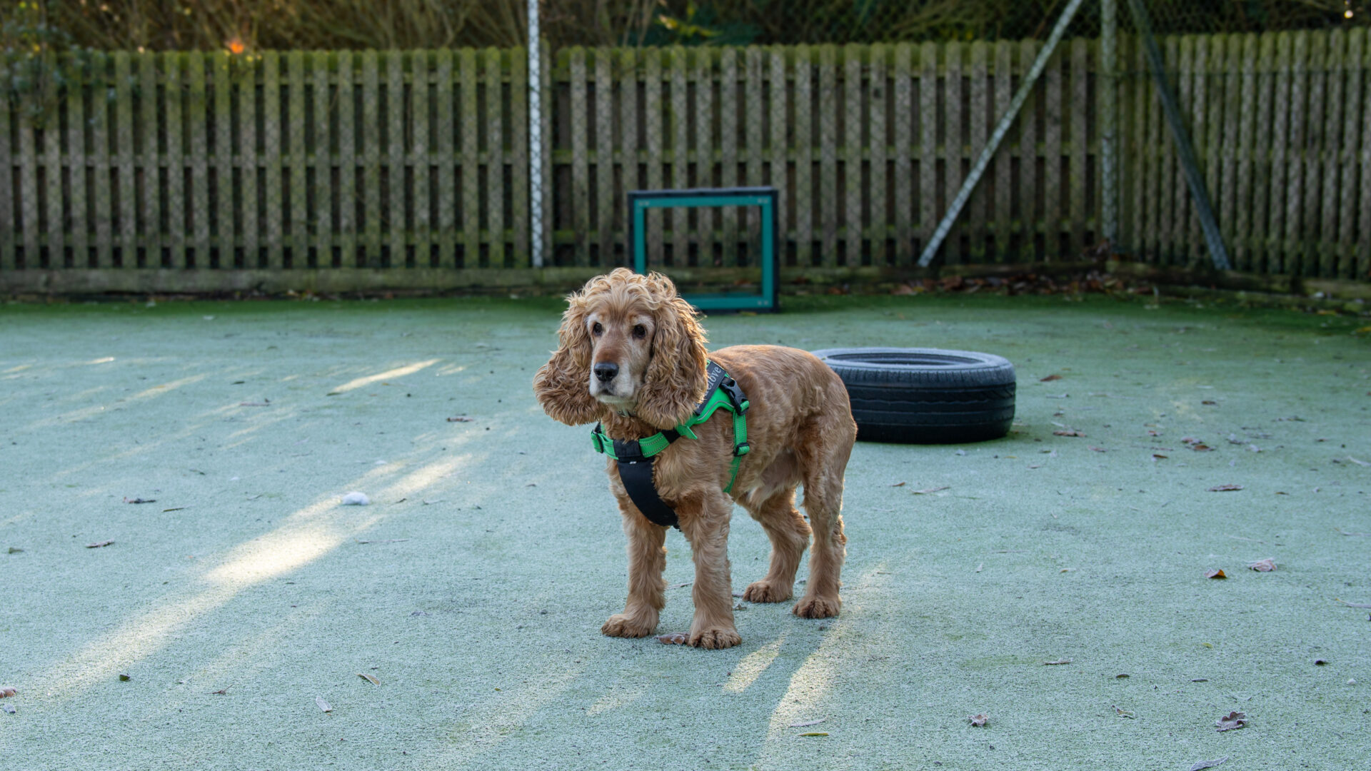 A brown cocker spaniel wearing a green harness stands on an outdoor artificial grass surface with a tire and wooden fence in the background.