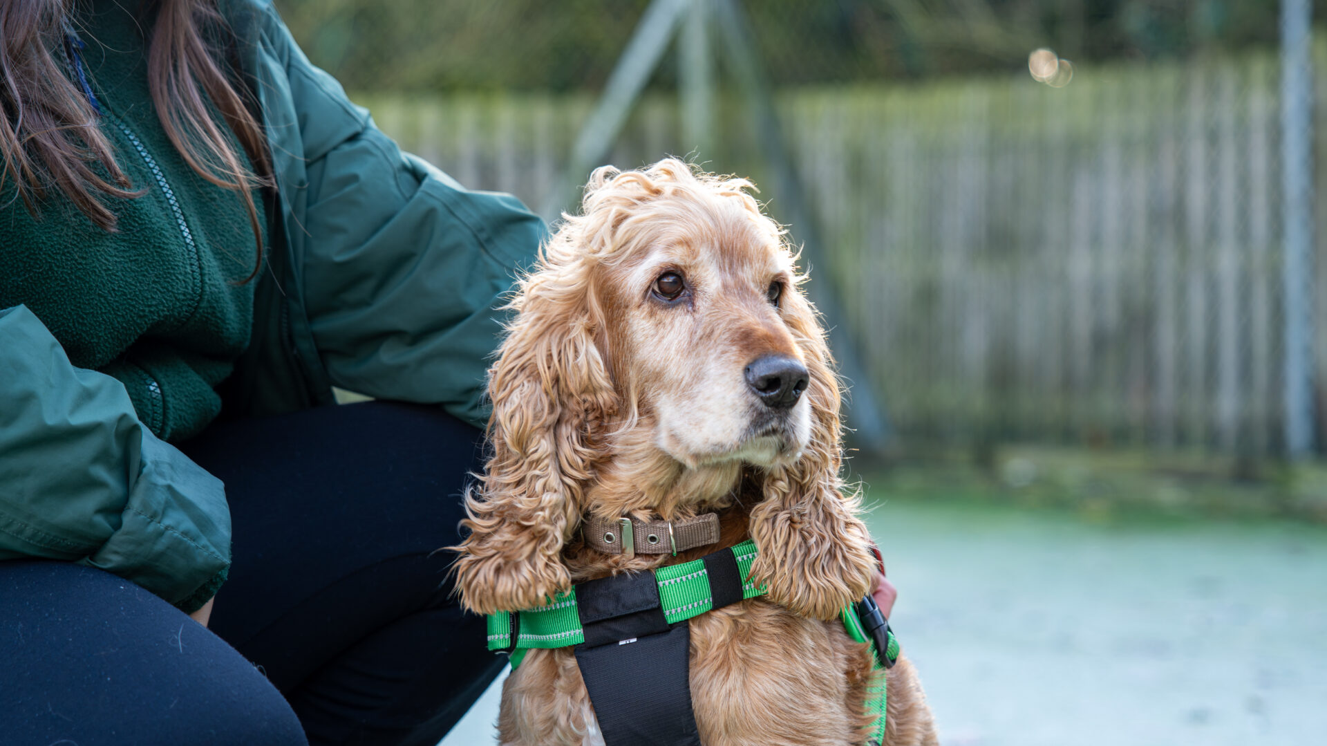 A golden cocker spaniel wearing a green and black harness sits next to a person in a green jacket outdoors, with a wooden fence in the background.