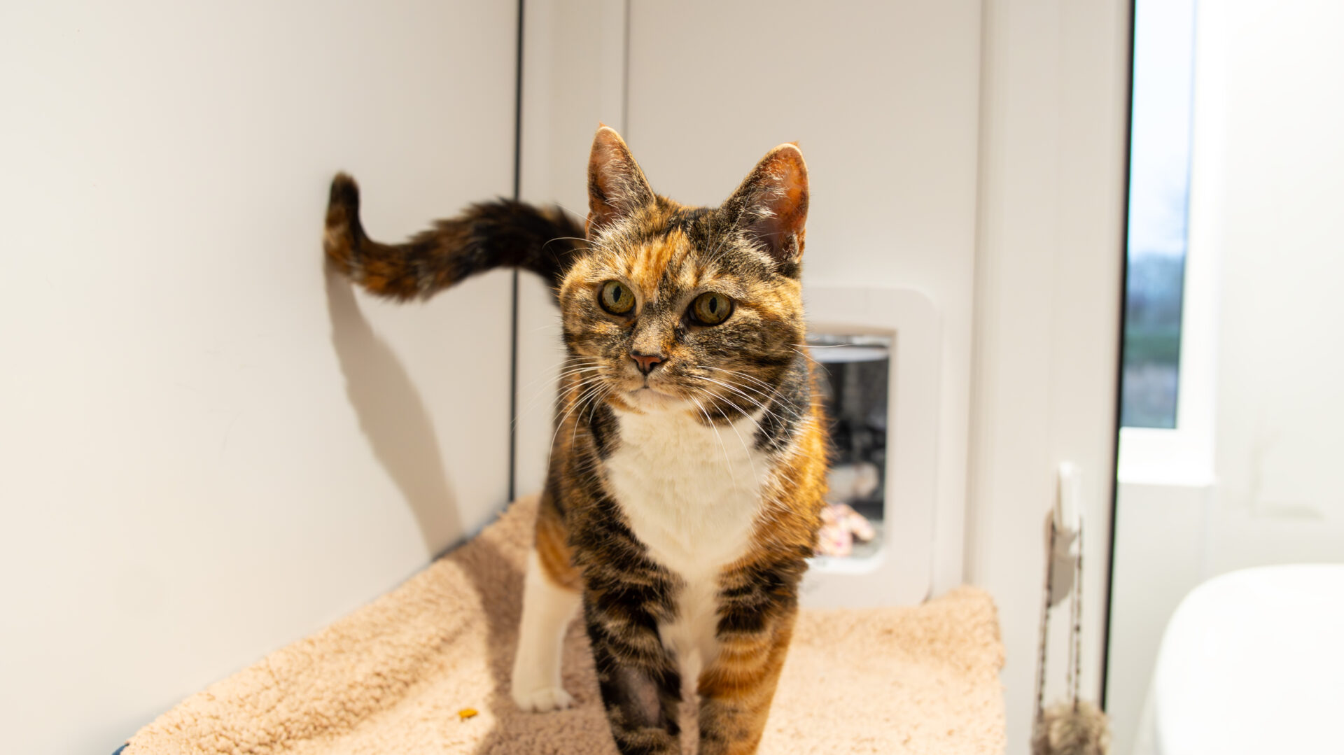 A calico cat with a mix of orange, black, and white fur stands on a beige blanket near a white wall and a small pet door, looking attentively at the camera.