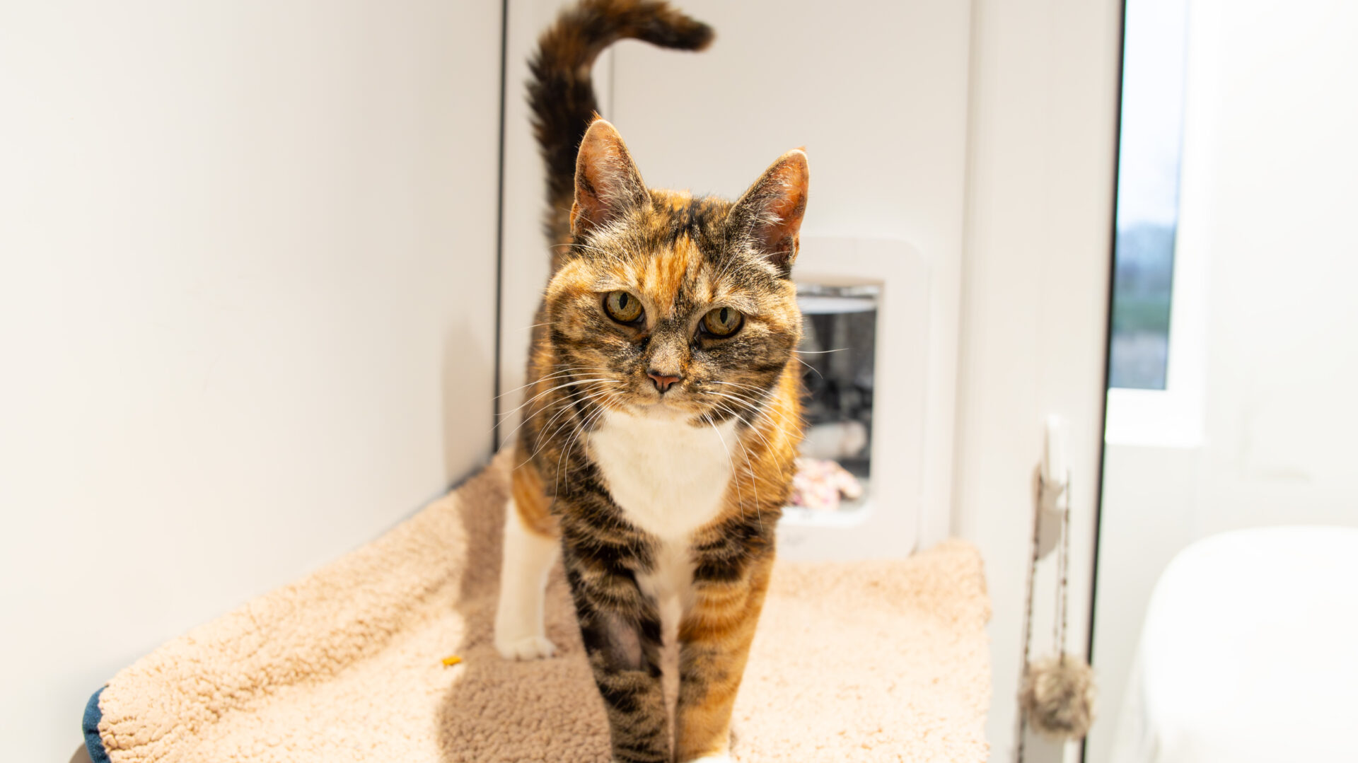 A calico cat with brown, black, and white fur stands on a beige carpeted platform in a bright, white room, looking directly at the camera.
