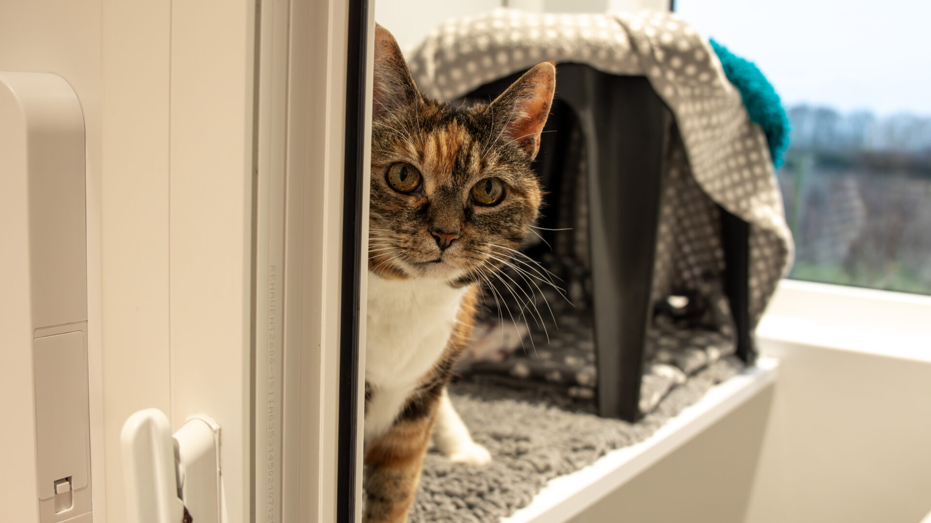 A calico cat peeks around a door indoors, with a soft gray blanket and a pet carrier in the background near a window.
