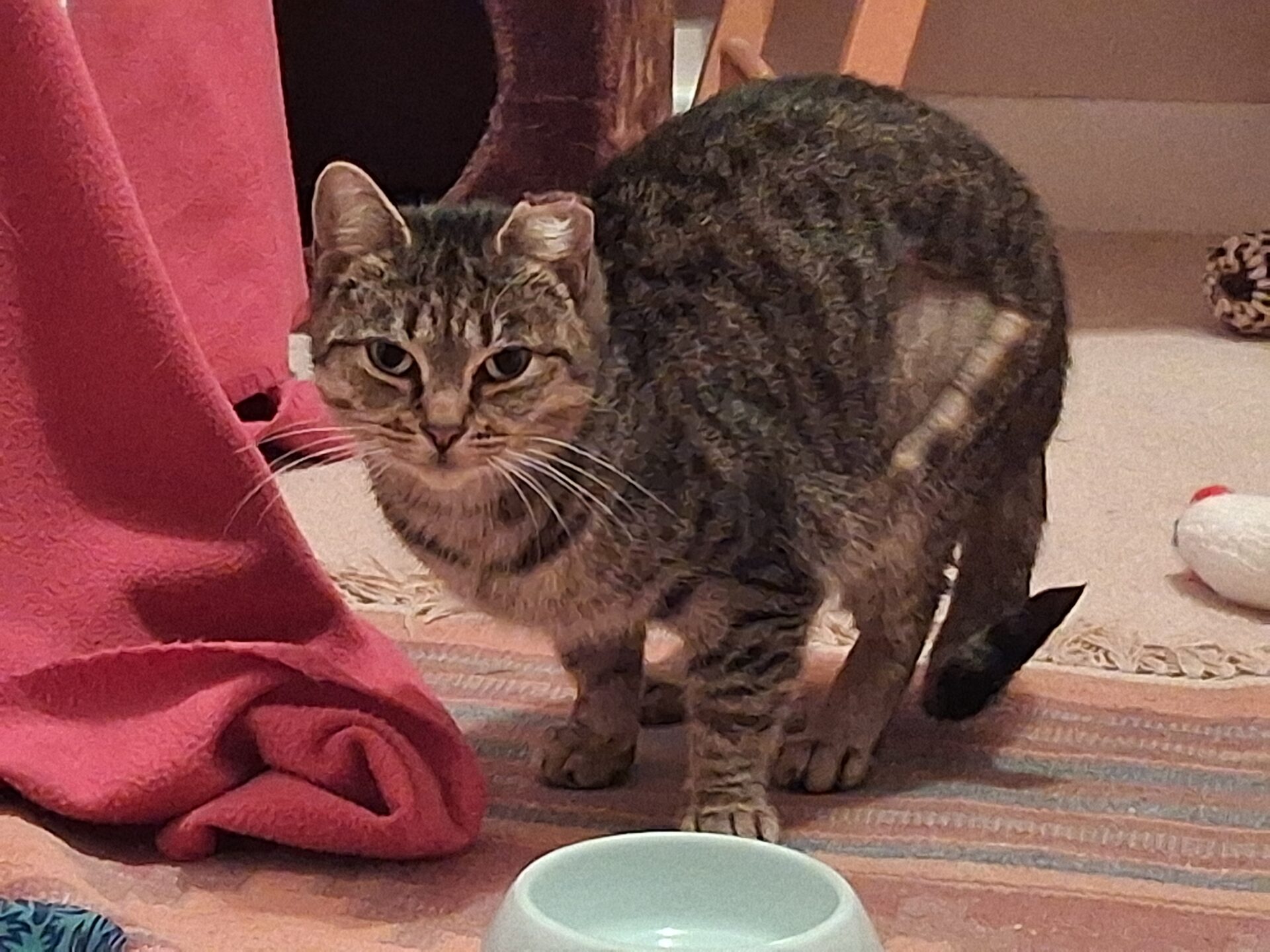 A tabby cat with a shaved patch on its side stands on a rug near a blue bowl, looking toward the camera. A pink blanket and various cat toys are visible in the background.