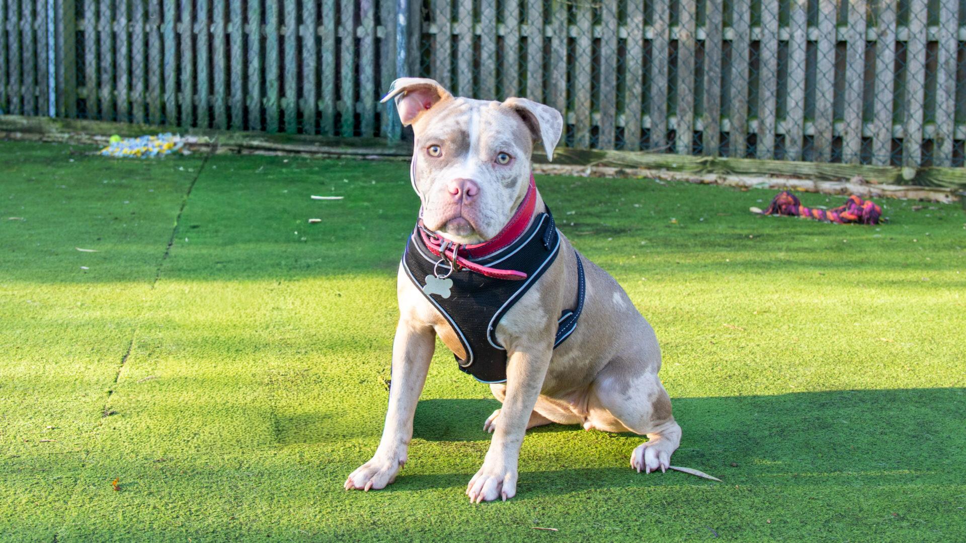 A light brown and white dog wearing a black harness sits on green artificial grass near a wooden fence, looking toward the camera. A red rope toy lies in the background.