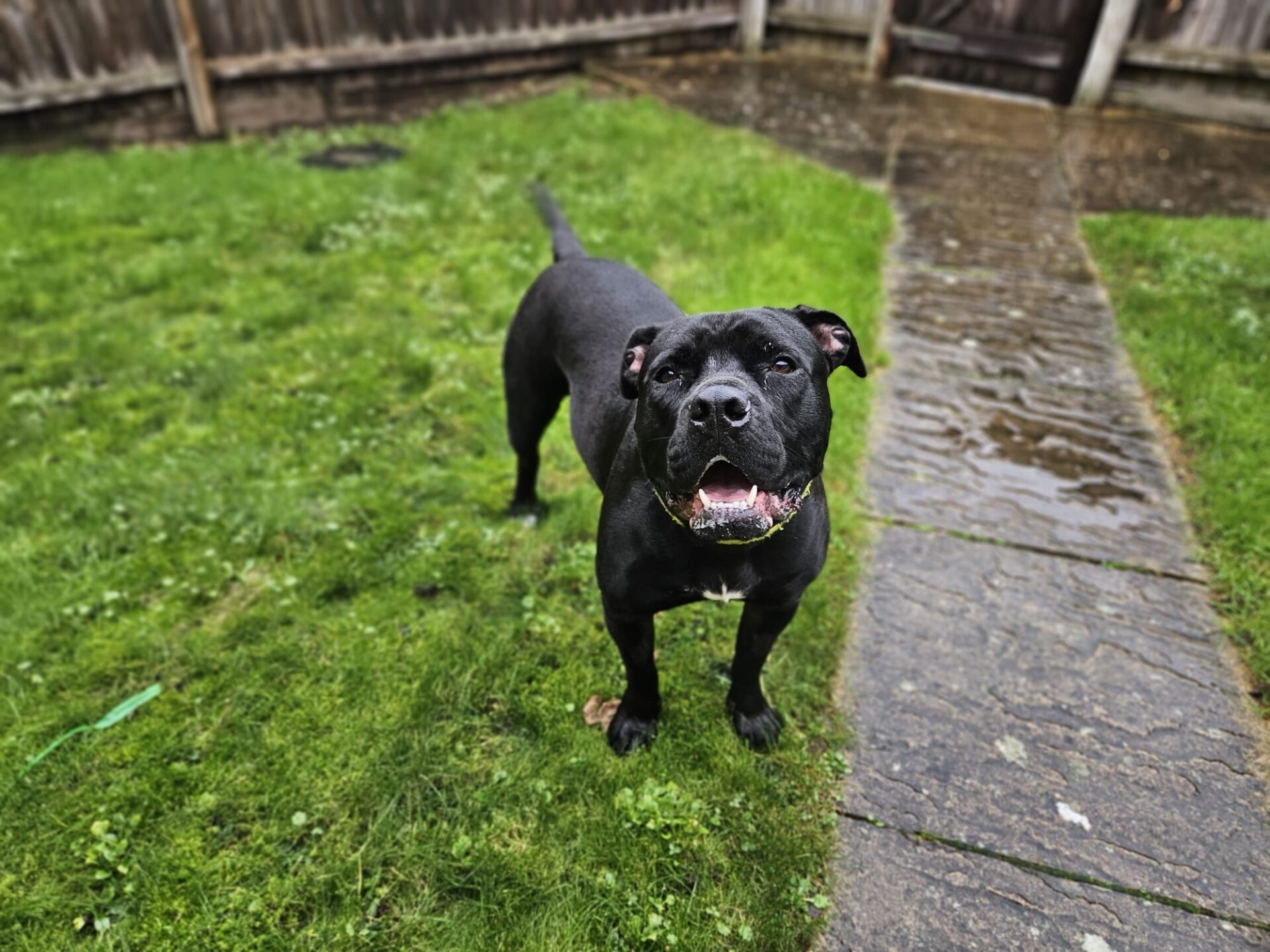 A black Staffordshire Bull Terrier cross stands on wet grass next to a stone path in a fenced backyard, looking up with its mouth open as if smiling. The surrounding grass is green and the ground is damp.