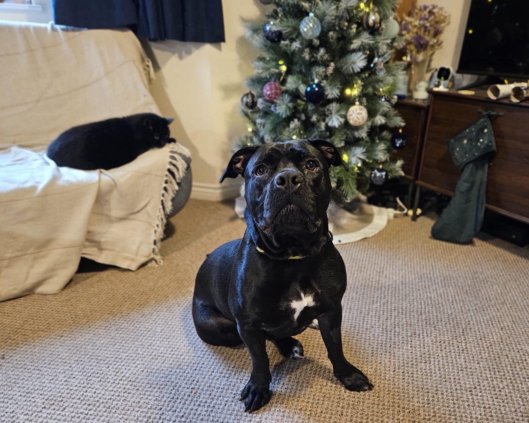 A Staffordshire Bull Terrier cross sits on a carpeted floor in front of a decorated Christmas tree, while a black cat lounges on a light-colored couch nearby. The room has cozy, festive decor.