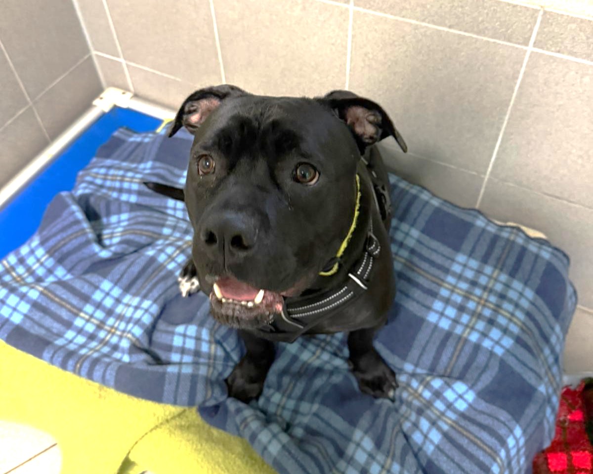 A black Staffordshire Bull Terrier cross with a yellow collar sits on a blue plaid blanket, looking up with a happy expression. The setting appears to be indoors, possibly a kennel with tiled walls.
