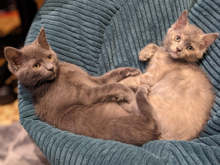 Two cats are lying together on a blue, corduroy-textured chair, curled up like bunnies. One has short gray fur and the other light beige. Both are relaxed and looking toward the camera.