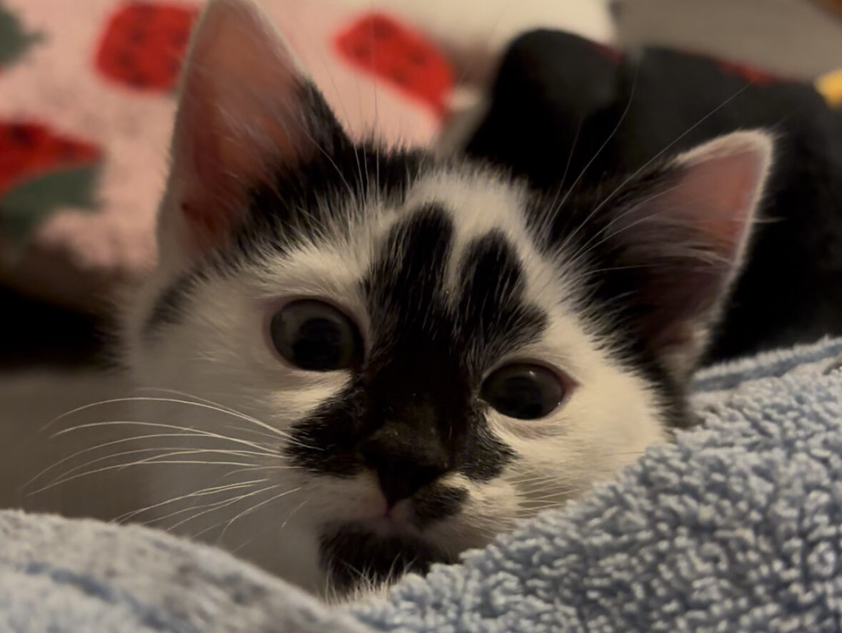 A black and white kitten with wide eyes peeks out from behind a light blue towel, with a blurred background featuring a red and white patterned pillow.