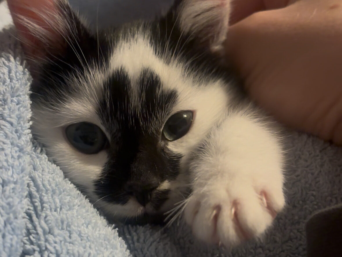 A black and white kitten lies wrapped in a light blue blanket, looking at the camera while a hand gently pets its head. The kitten’s paw is stretched forward, and its ears are perked up.