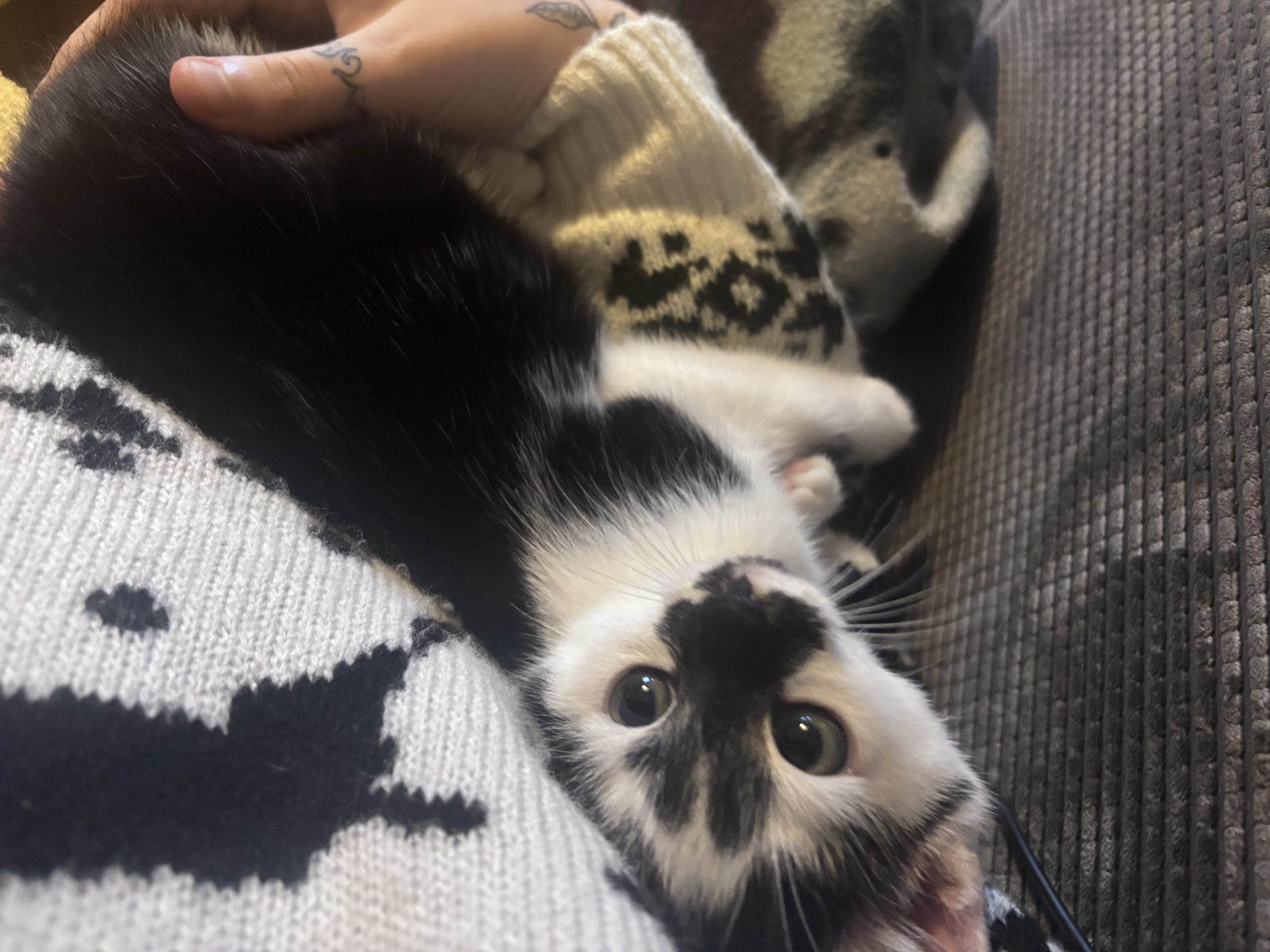 A black and white kitten with big eyes lies cozily on a person’s chest, nestled against a patterned sweater, looking up at the camera.