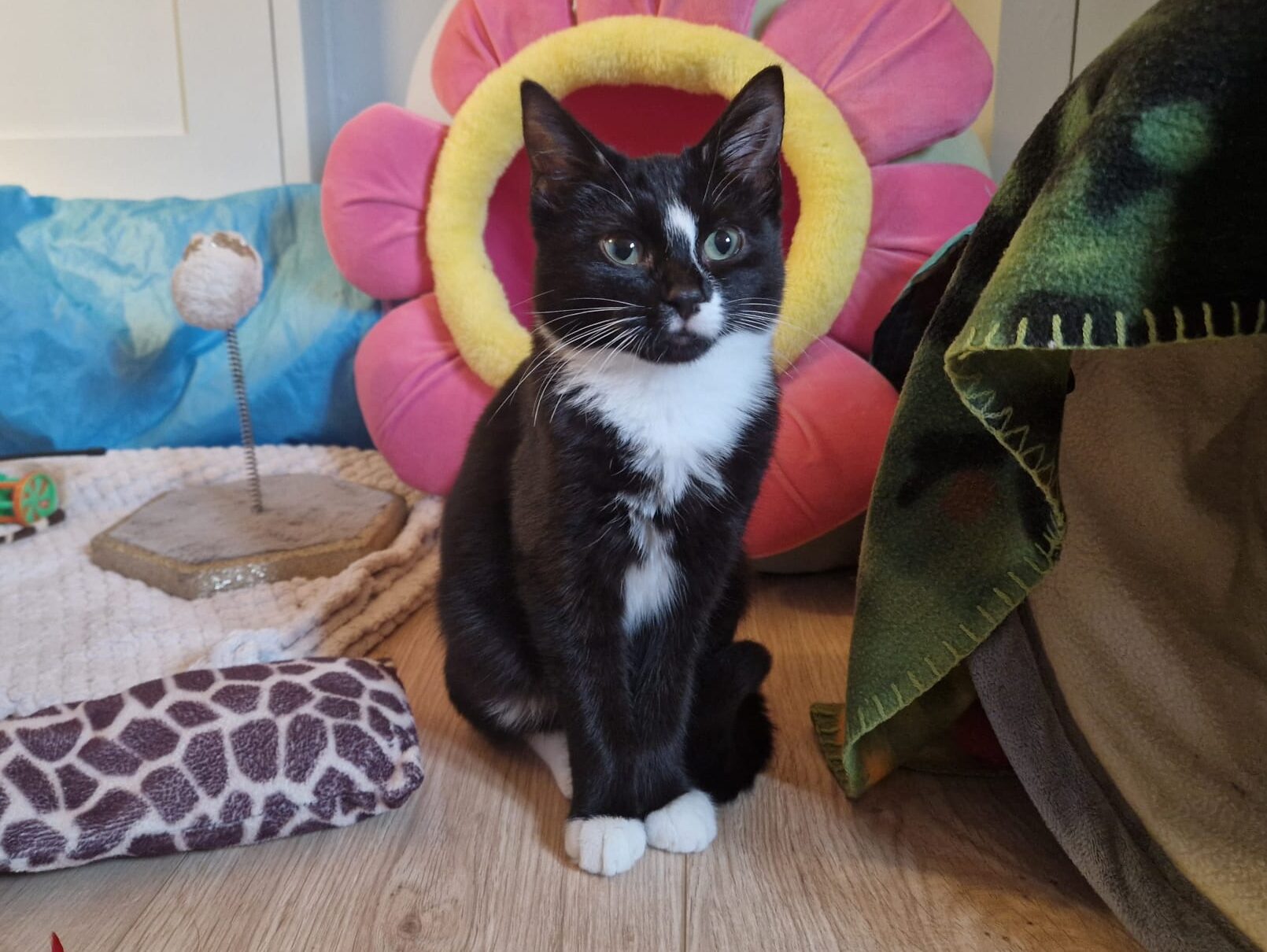A black and white cat sits on a wooden floor in front of a pink and yellow flower-shaped pet bed, surrounded by toys, a blanket, and a scratching post.