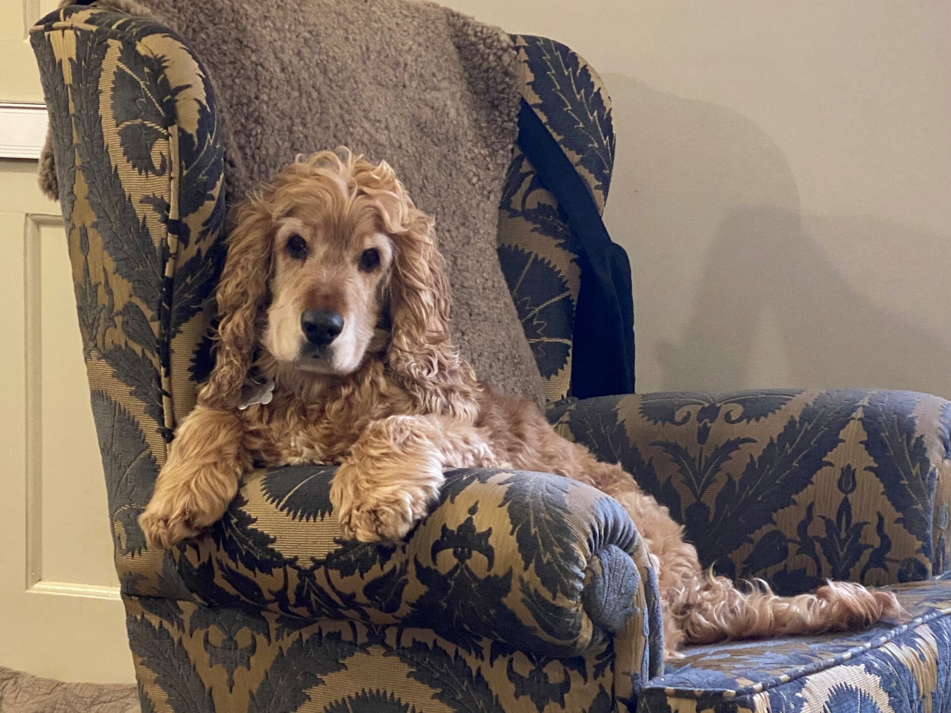 A golden Spaniel with curly fur lounges on a patterned armchair, resting its head and paws on the armrest while gazing at the camera. A beige blanket is draped over the back of the chair.