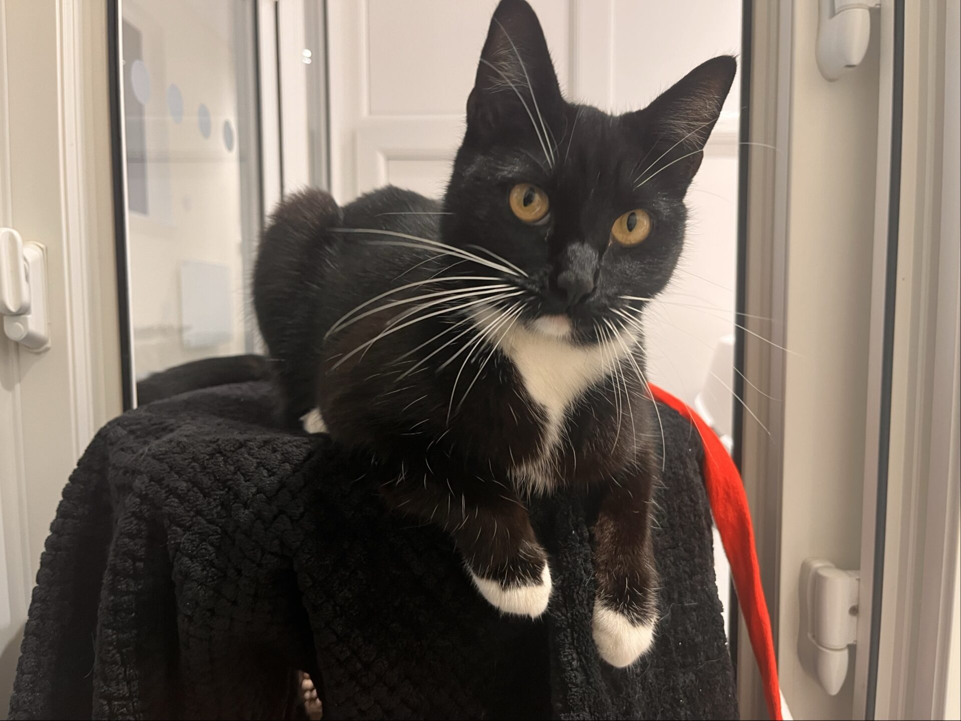 A black and white cat with yellow eyes and long white whiskers is lying on a black towel, looking directly at the camera. The background shows a bright room with white walls and doors.