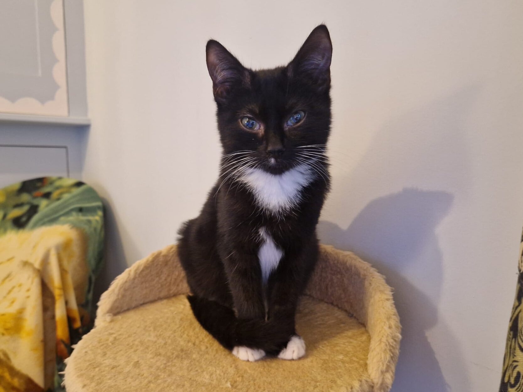 A black and white kitten with white paws and a white chest sits upright on a beige cat perch, looking directly at the camera, with a blanket-covered chair in the background.