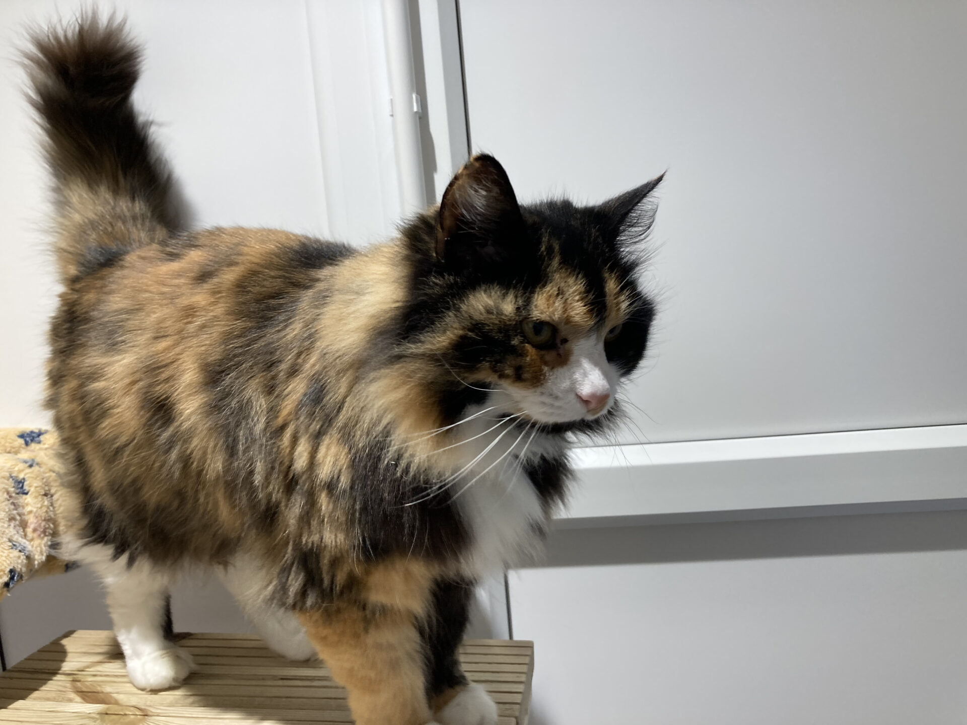A fluffy calico cat with a mix of orange, black, and white fur stands on a wooden surface indoors, looking slightly to the right. The background features a white wall and a closed door.