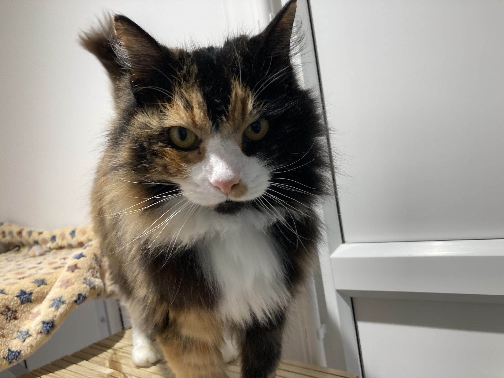 A close-up of a long-haired calico cat with white, orange, and black fur, standing indoors near a soft beige blanket with star patterns. The cat is looking directly at the camera.