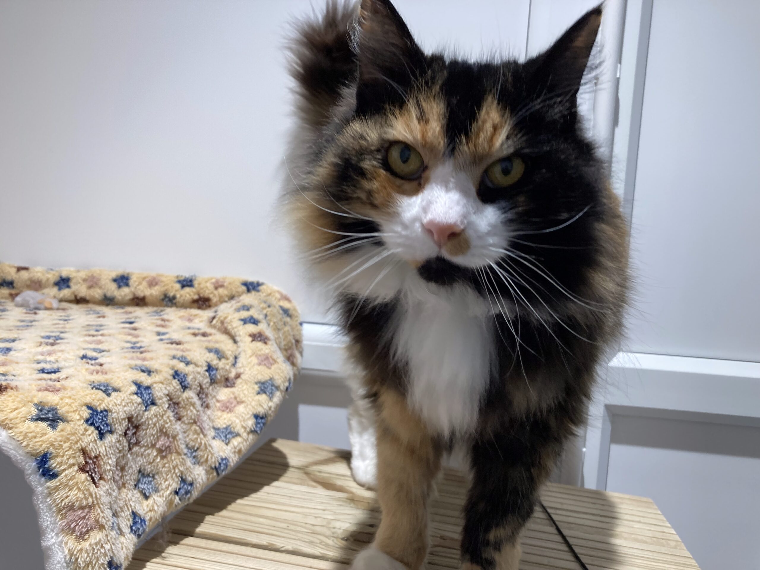 A long-haired calico cat with white, black, and orange fur stands on a wooden surface next to a soft, patterned blanket. The cat looks directly at the camera with alert yellow eyes.